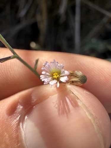 iNaturalist observation photo of annual saltmarsh aster