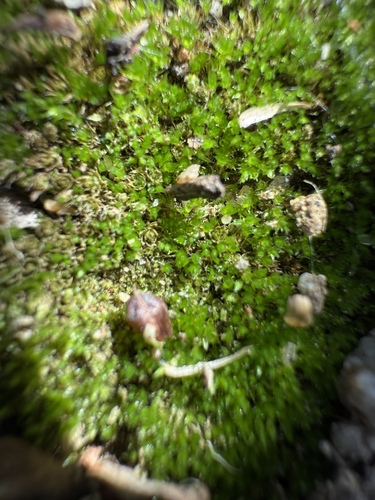 iNaturalist observation photo of Gemmabryum