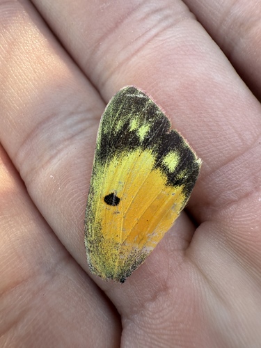 iNaturalist observation photo of Orange Sulphur