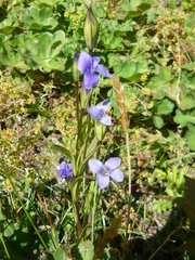 Gentianopsis barbata