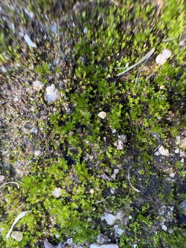 iNaturalist observation photo of Gemmabryum