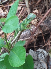 Polychrus gutturosus