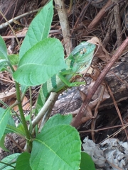 Polychrus gutturosus