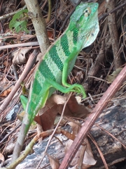 Polychrus gutturosus