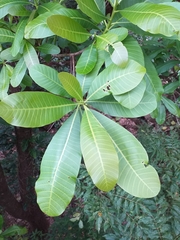 Anacardium excelsum