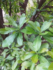 Anacardium excelsum