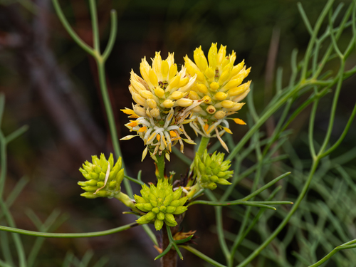 Petrophile pedunculata R.Br.