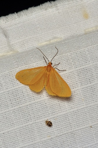 Orange Beggar photo 4
