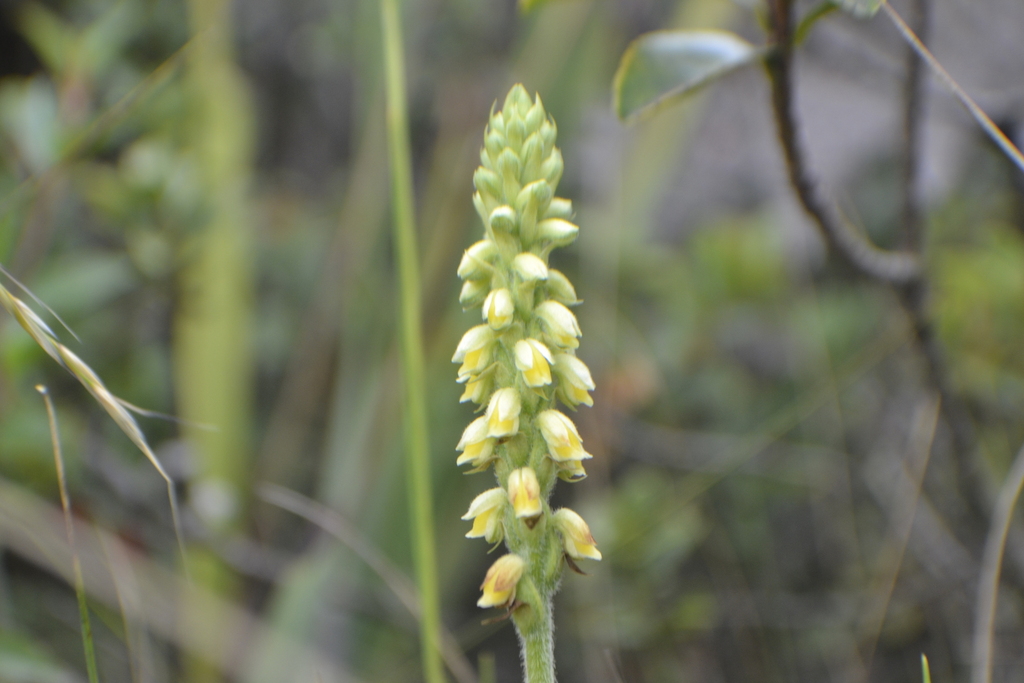 Gomphichis cundinamarcae
