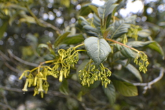 Palicourea paniculata, photograph EstebanMH, CC BY, iNaturalist via GBIF
