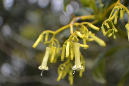 Palicourea paniculata, photograph 5