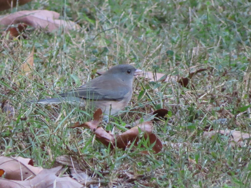 Dark-eyed Junco photographed in Arkansas
