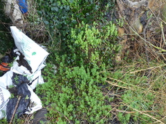 Galium aparine