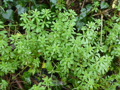 Galium aparine