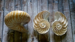 Nautilus pompilius