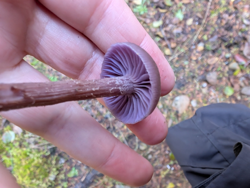 Laccaria amethysteo-occidentalis · October 2025 · photo: © simonele (iNaturalist, cc-by)