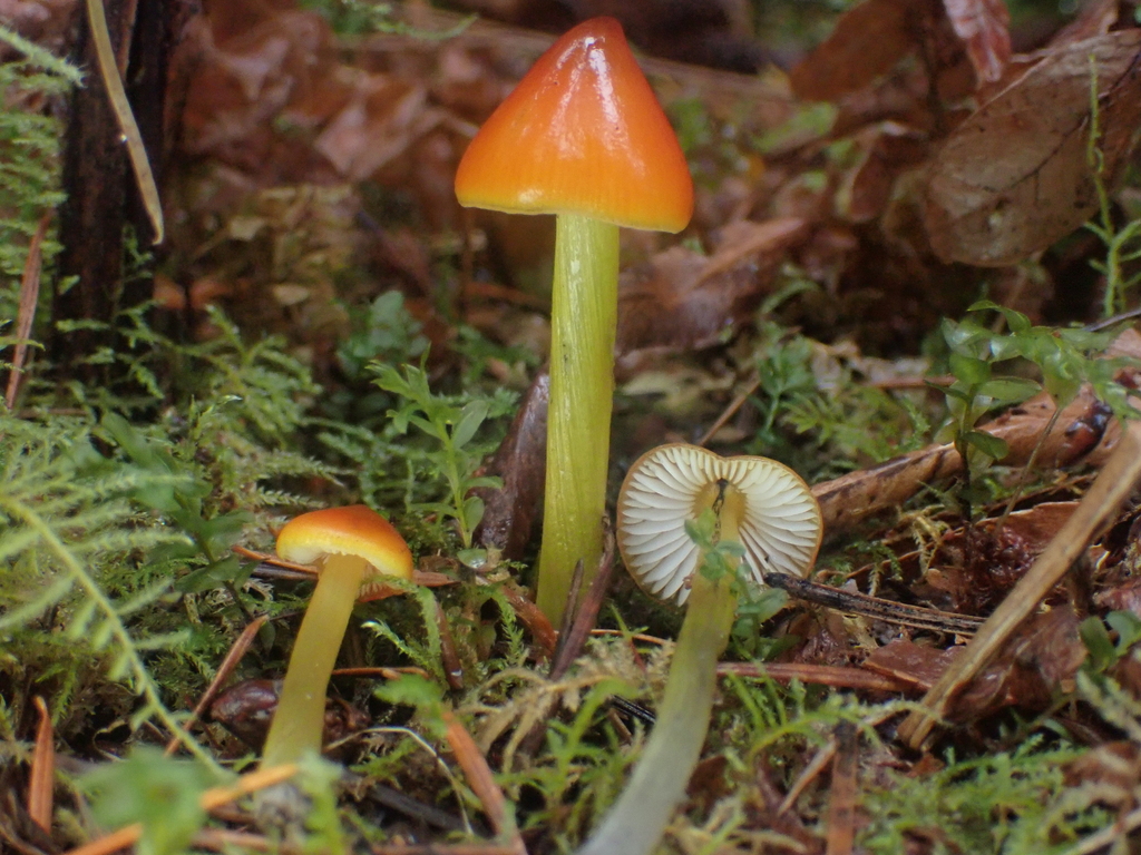 Hygrocybe singeri · October 2025 · photo: © dgwdoesthings (iNaturalist, cc0)