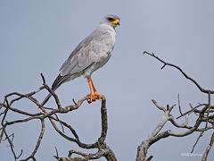 Melierax poliopterus