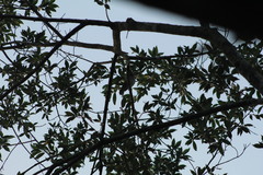 Pachyramphus aglaiae