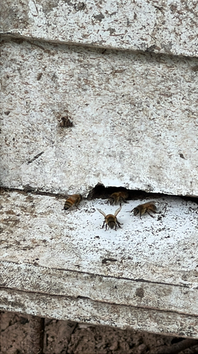 Western Honey Bee