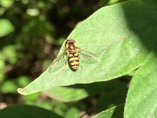 Unknown species found near Griggs Reservoir Park, West Scioto, Columbus, OH, USA