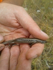Oligosoma kokowai