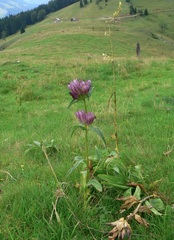 Gentiana pannonica