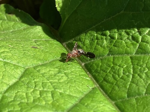 Unknown species found near Griggs Reservoir Park, West Scioto, Columbus, OH, USA
