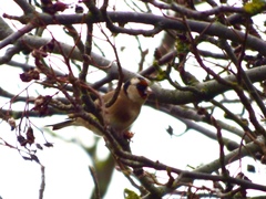 Carduelis carduelis