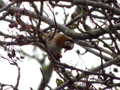 Carduelis carduelis