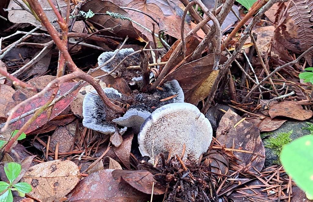 Hydnellum caeruleum