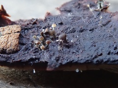 Trichoderma flavipes