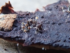 Trichoderma flavipes