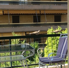 Streptopelia decaocto