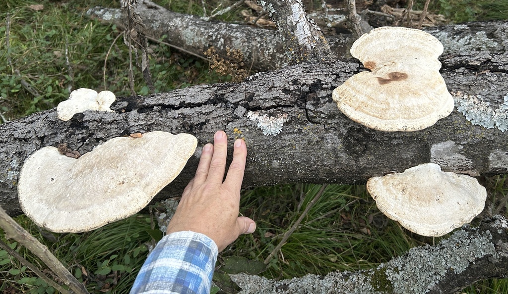 Trametes aesculi · October 2025 · photo: © northcut1 (iNaturalist, cc-by)