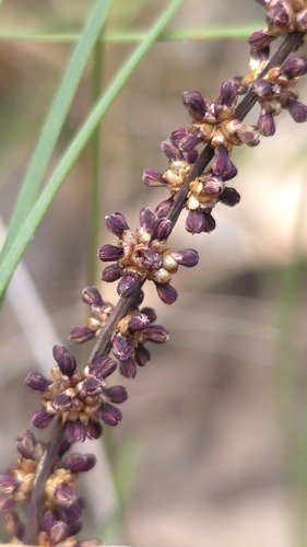 Pale Mat-rush (Lomandra glauca)
