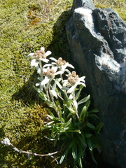 Leontopodium ochroleucum