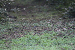 Arremonops chloronotus