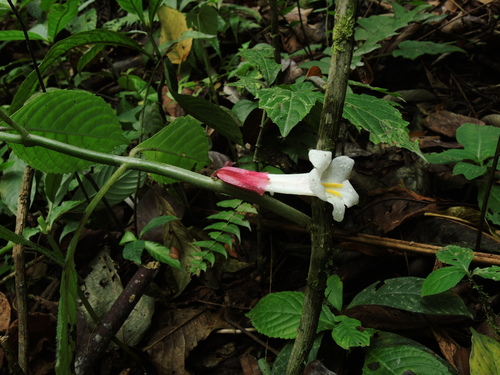 Cyrtandromoea sumatrana