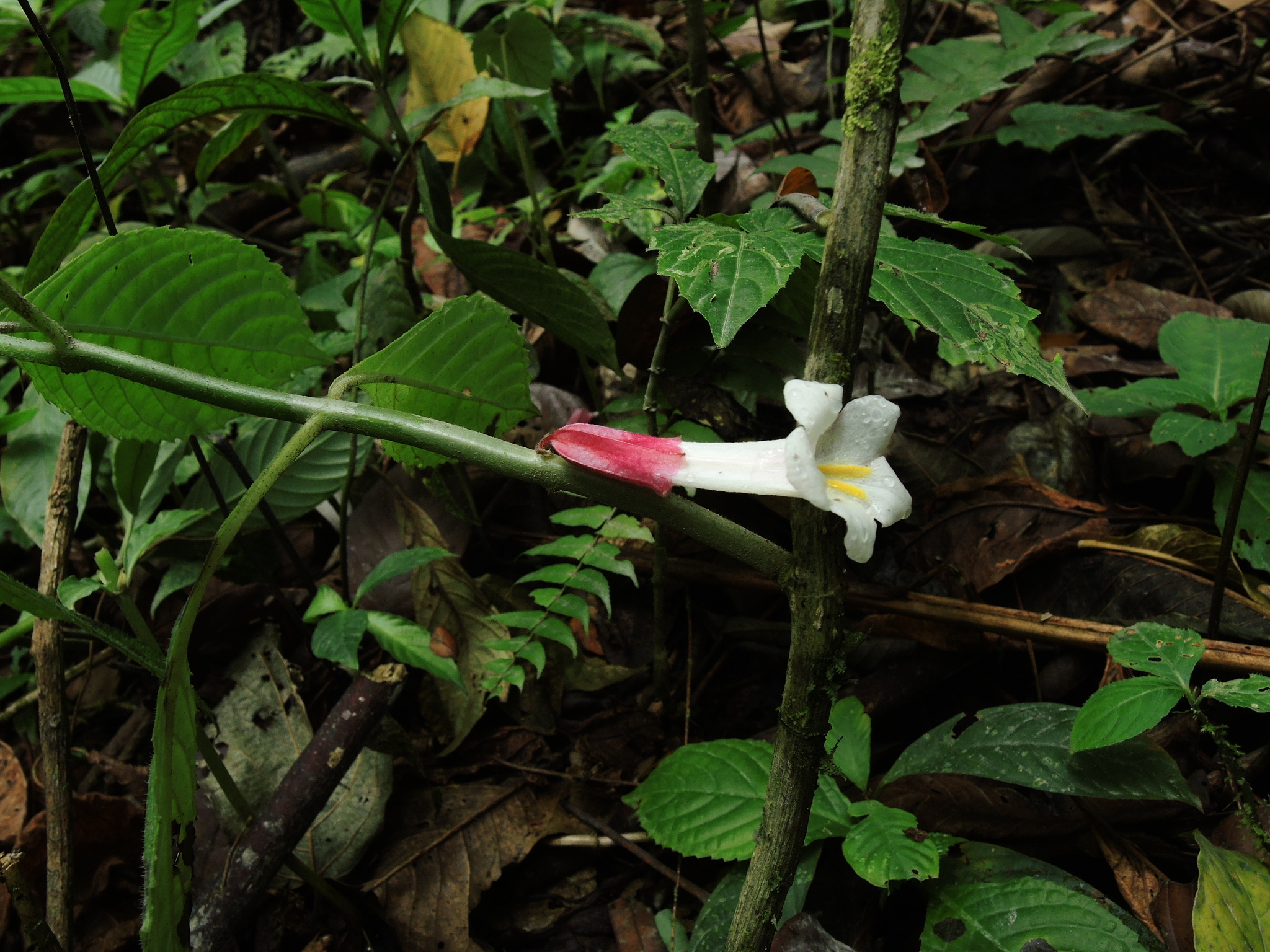 Cyrtandromoea sumatrana