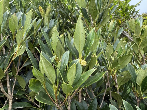 Osmanthus marginatus iNat (3)