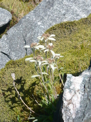 Leontopodium ochroleucum