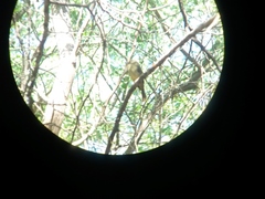 Contopus hispaniolensis