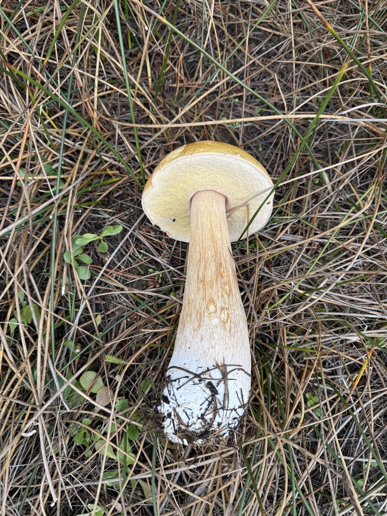 Boletus edulis · October 2025 · photo: © thehyphaemovement (iNaturalist, cc-by-nc)