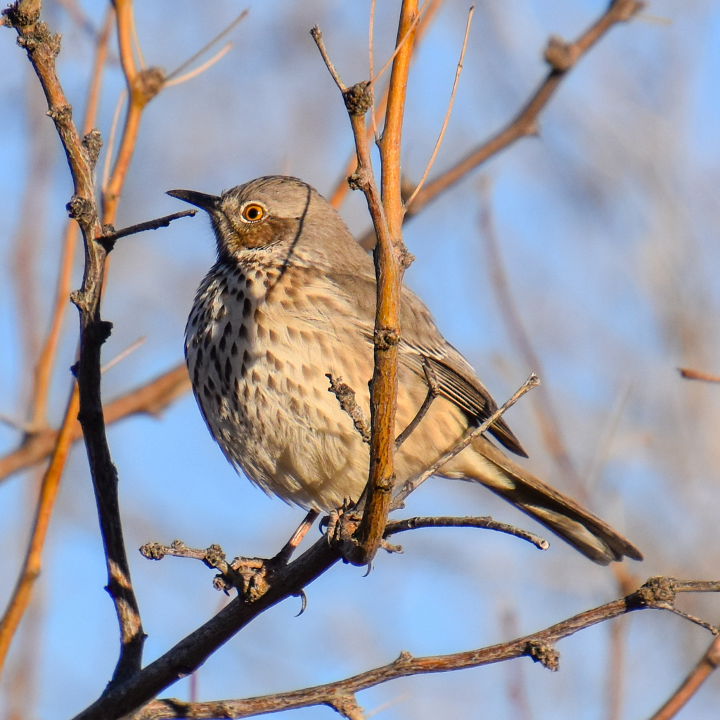 Sage Thrasher