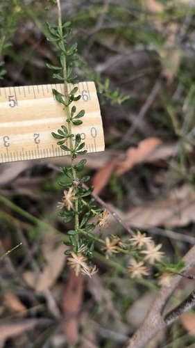 Olearia microphylla, photograph 4