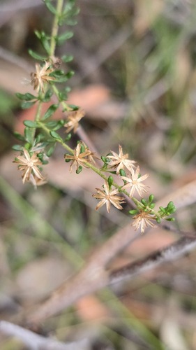 Olearia microphylla, photograph 3