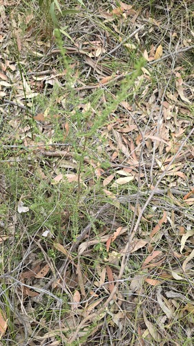 Olearia microphylla, photograph 5