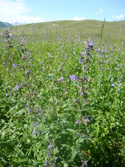 Nepeta sibirica