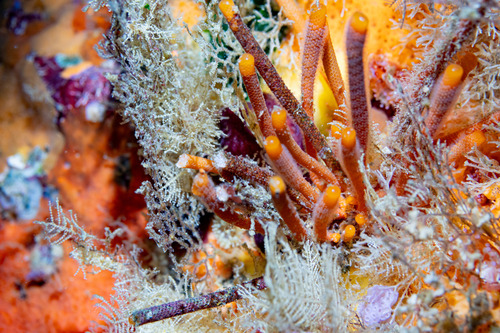 Steginoporella observed 2025-10-24